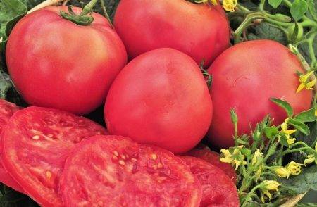 Pink giant tomato: characteristics and description of the variety