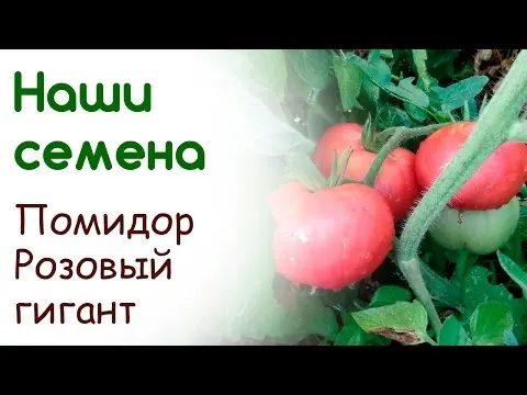 Pink giant tomato: characteristics and description of the variety