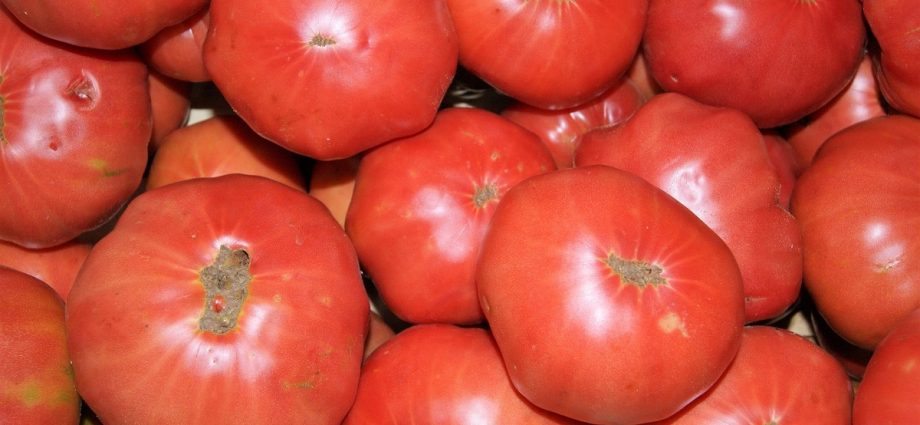 Pink giant tomato: characteristics and description of the variety