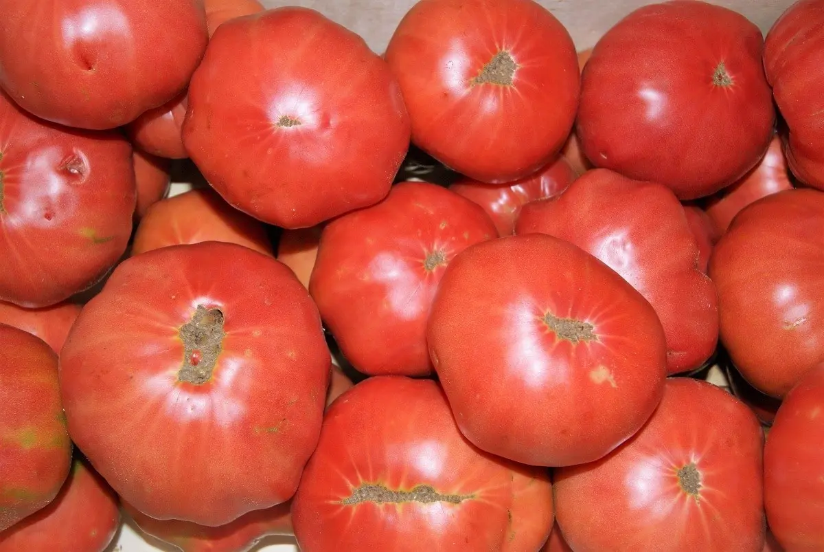 Pink giant tomato: characteristics and description of the variety