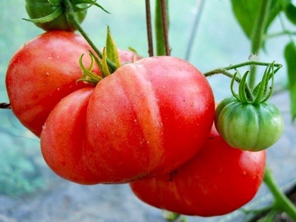 Pink giant tomato: characteristics, variety description, growing rules and reviews