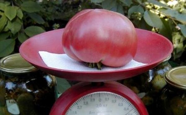 Pink giant tomato: characteristics, variety description, growing rules and reviews