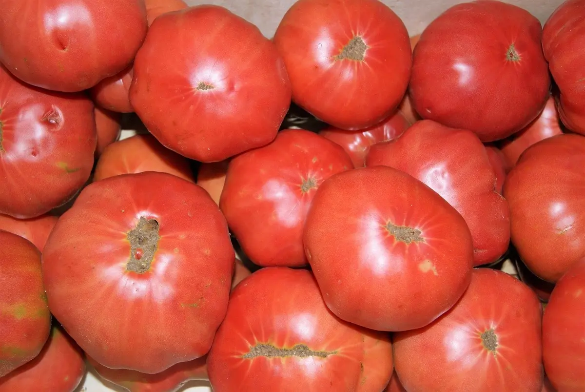 Pink giant tomato: characteristics, variety description, growing rules and reviews