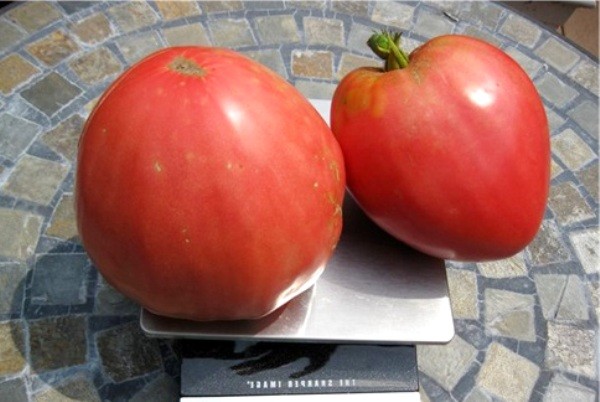 Pink honey tomato: reviews, description with photo