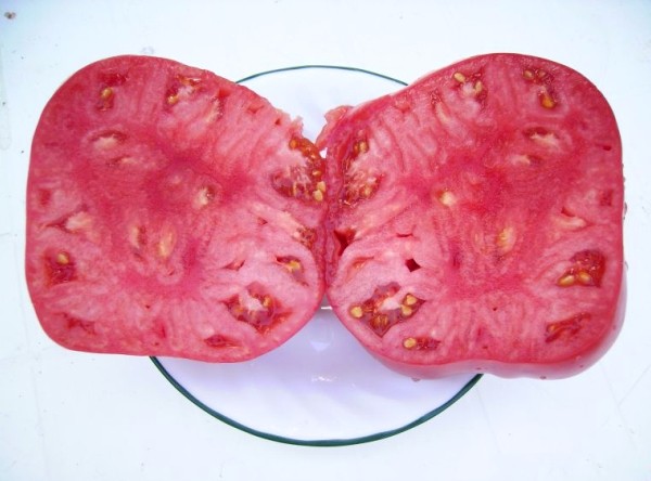 Pink honey tomato: reviews, description with photo