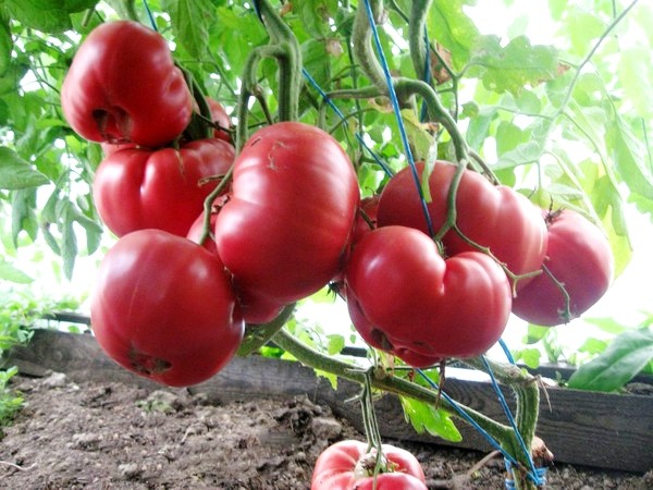 Pink honey tomato: reviews, description with photo