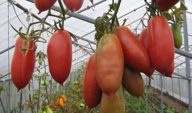 Pink Icicle Tomatoes: variety description, photos, reviews