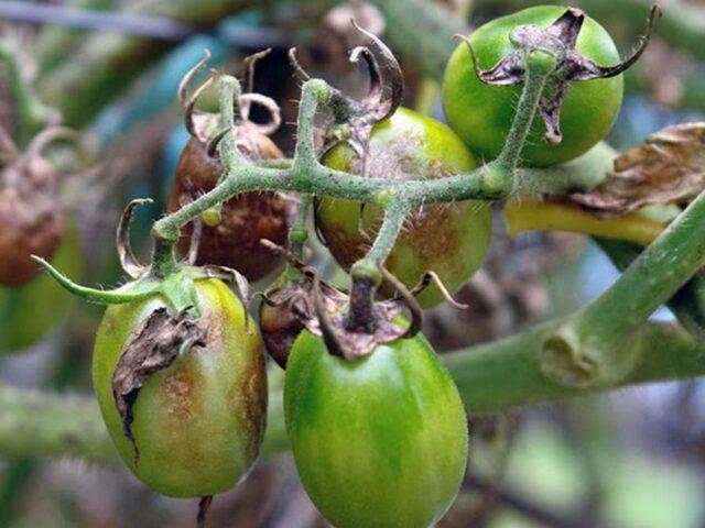 Pink Icicle Tomatoes: variety description, photos, reviews