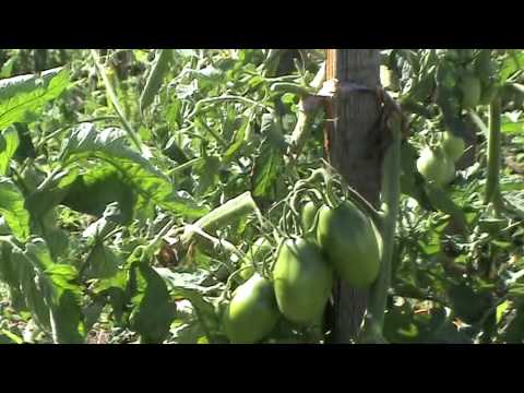 Pink Icicle Tomatoes: variety description, photos, reviews