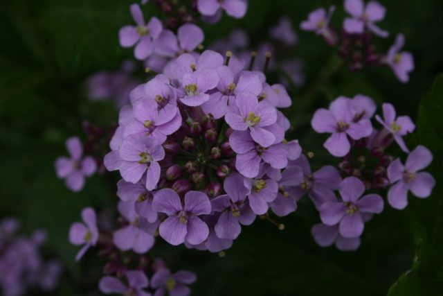 Pink mattiola (night violet): photo and description, growing from seeds