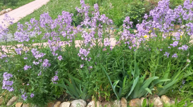 Pink mattiola (night violet): photo and description, growing from seeds