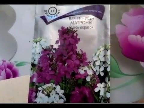 Pink mattiola (night violet): photo and description, growing from seeds