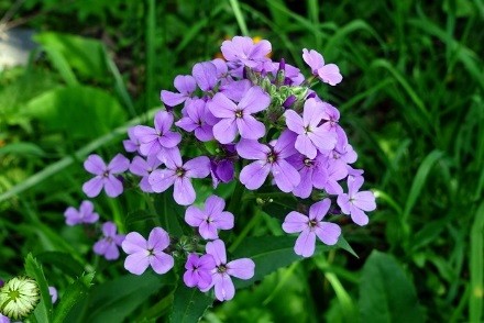 Pink mattiola (night violet): photo and description, growing from seeds