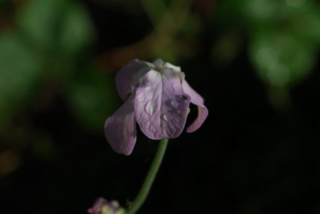 Pink mattiola (night violet): photo and description, growing from seeds