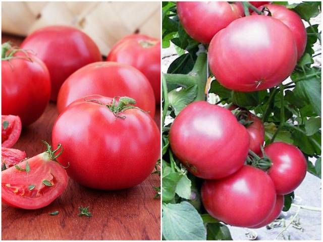 Pink meaty tomato