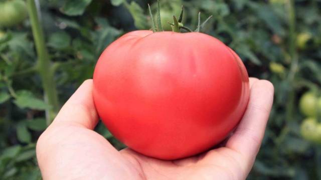 Pink meaty tomato