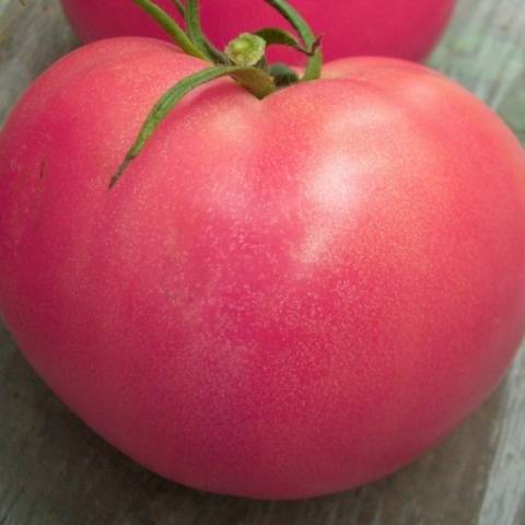 Pink meaty tomato