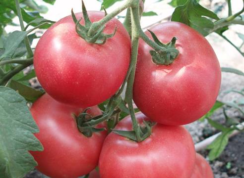 Pink meaty tomato