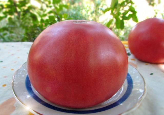 Pink meaty tomato