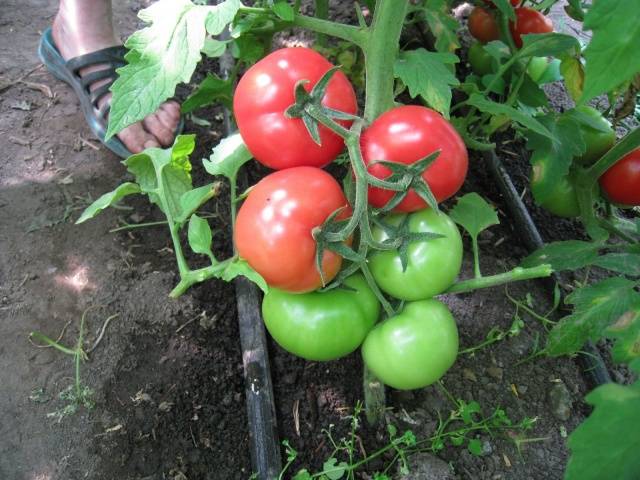 Pink meaty tomato