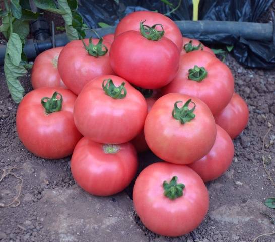 Pink meaty tomato