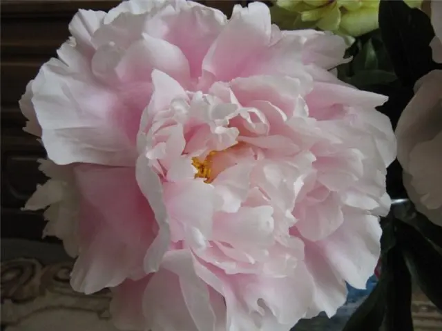 Pink peonies: photos, the best varieties with names and descriptions