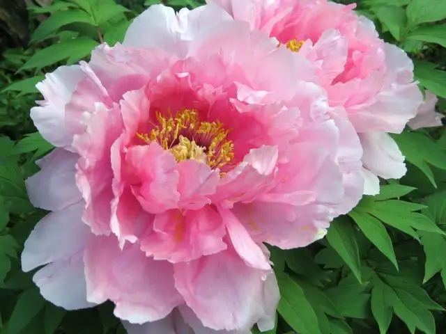 Pink peonies: photos, the best varieties with names and descriptions