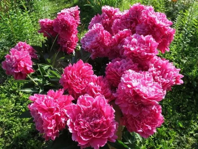 Pink peonies: photos, the best varieties with names and descriptions