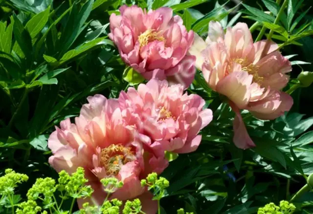 Pink peonies: photos, the best varieties with names and descriptions