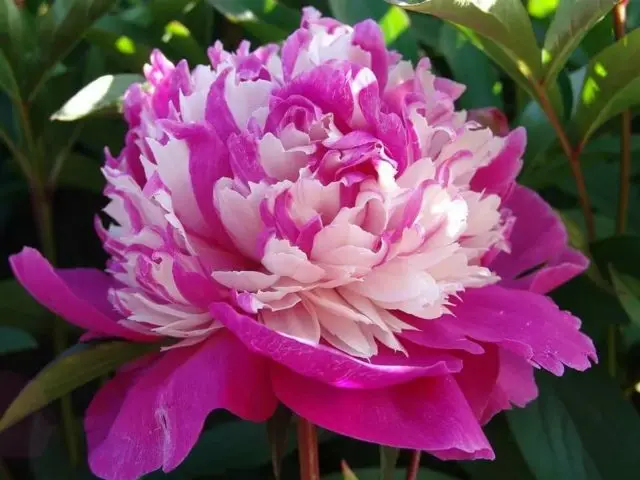 Pink peonies: photos, the best varieties with names and descriptions