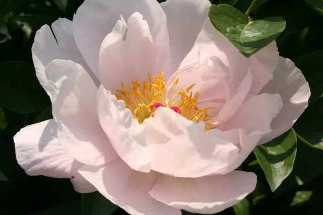 Pink peonies: photos, the best varieties with names and descriptions