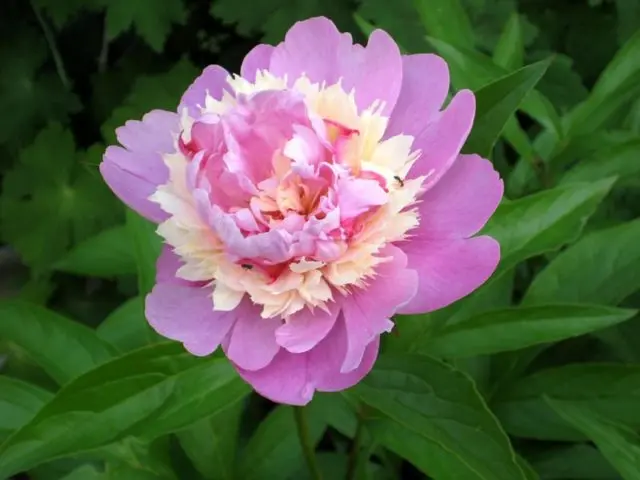 Pink peonies: photos, the best varieties with names and descriptions