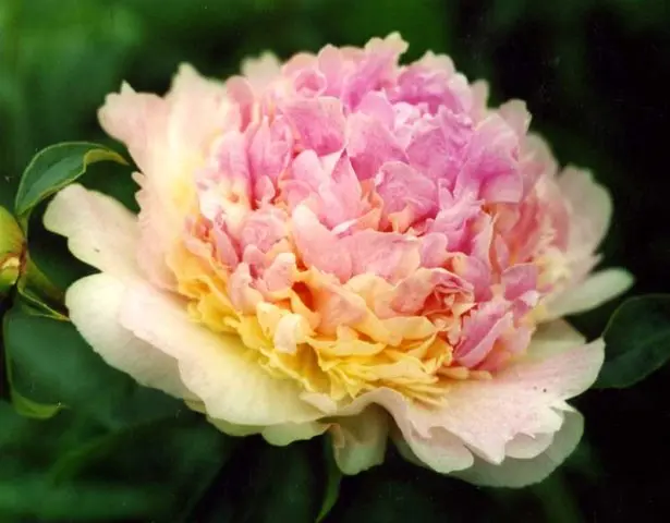 Pink peonies: photos, the best varieties with names and descriptions