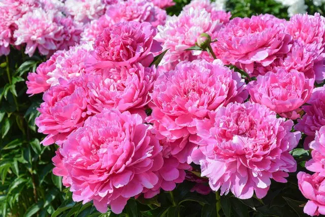 Pink peonies: photos, the best varieties with names and descriptions