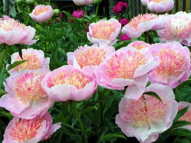 Pink peonies: photos, the best varieties with names and descriptions