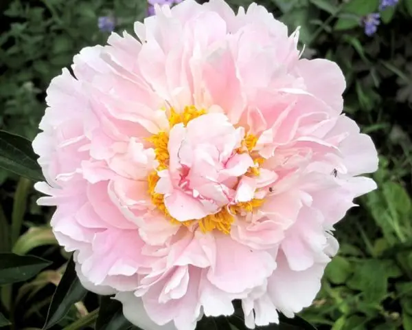 Pink peonies: photos, the best varieties with names and descriptions