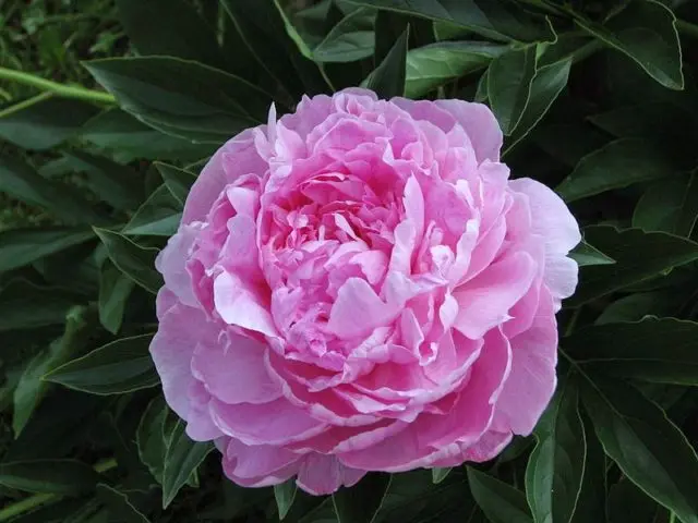 Pink peonies: photos, the best varieties with names and descriptions