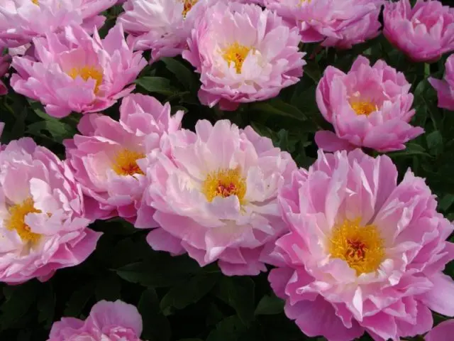 Pink peonies: photos, the best varieties with names and descriptions