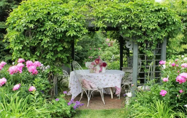 Pink peonies: photos, the best varieties with names and descriptions