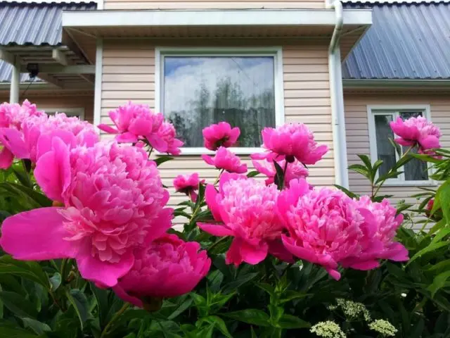 Pink peonies: photos, the best varieties with names and descriptions