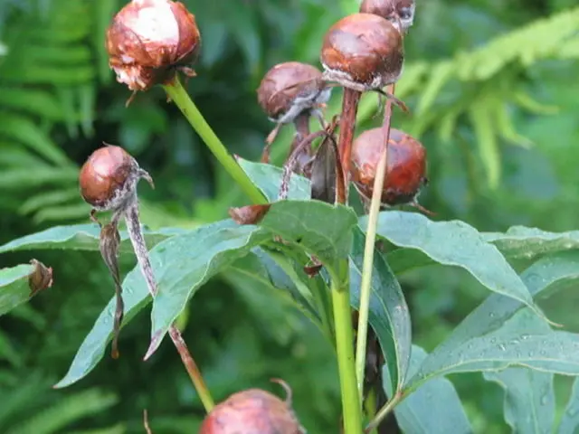 Pink peonies: photos, the best varieties with names and descriptions