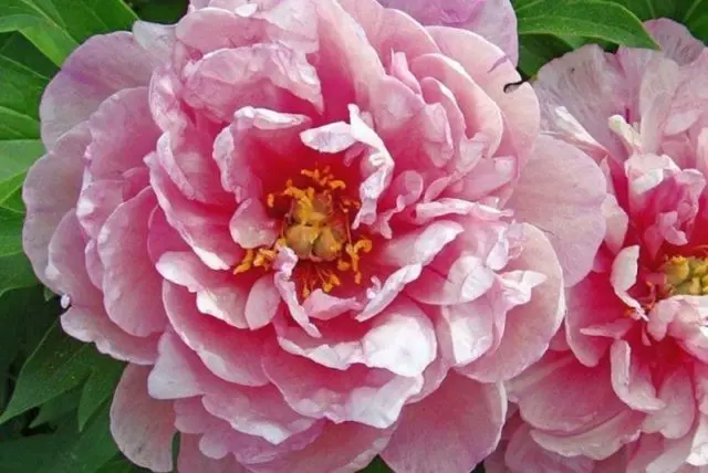 Pink peonies: photos, the best varieties with names and descriptions