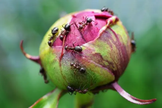 Pink peonies: photos, the best varieties with names and descriptions