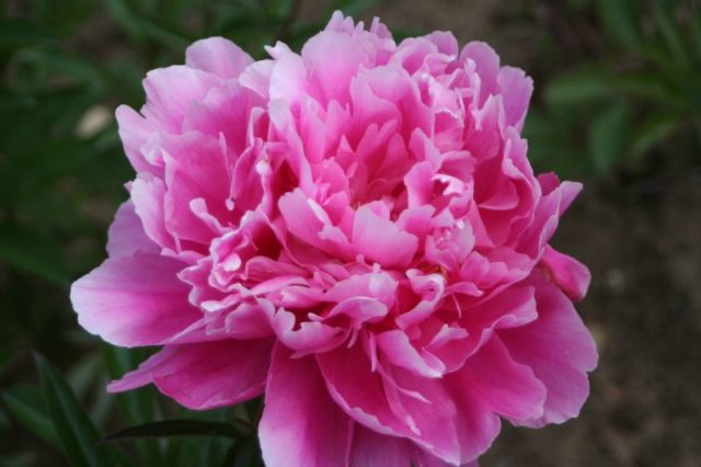 Pink peonies: photos, the best varieties with names and descriptions