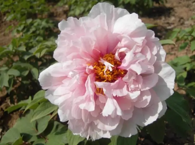 Pink peonies: photos, the best varieties with names and descriptions