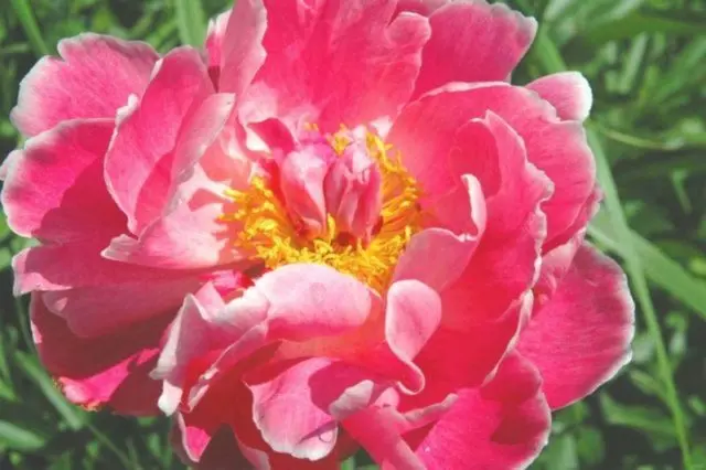 Pink peonies: photos, the best varieties with names and descriptions