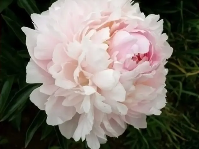 Pink peonies: photos, the best varieties with names and descriptions