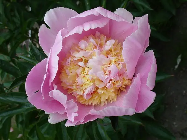 Pink peonies: photos, the best varieties with names and descriptions