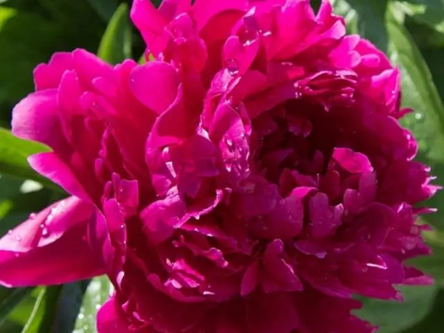 Pink peonies: photos, the best varieties with names and descriptions