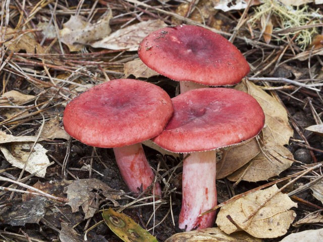 Pink russula: photo and description